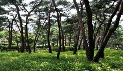 솔향기 가득한 마을 숲 ‘솔밭근린공원’,서울특별시 강북구