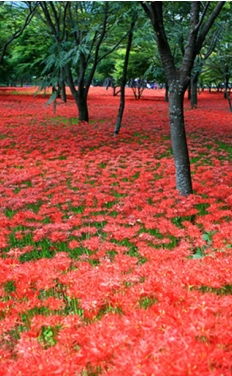 불갑산상사화축제