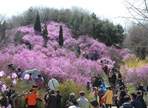 원미산진달래축제,지역축제,축제정보