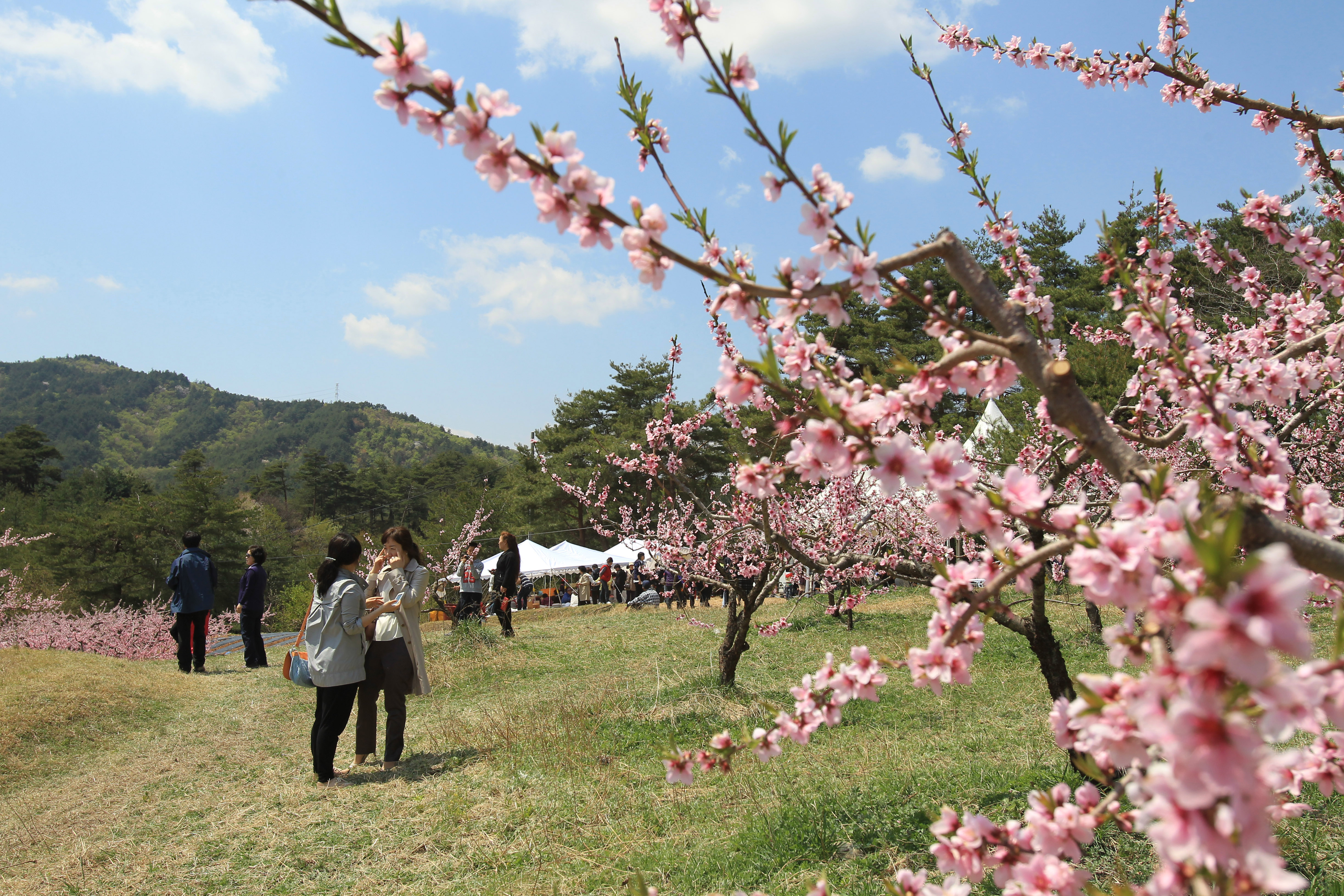 복사꽃마을 복사꽃축제,지역축제,축제정보