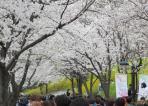 석촌호수 벚꽃축제,지역축제,축제정보