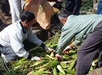 삼굿축제,지역축제,축제정보