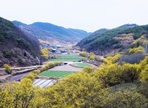 의성 산수유 꽃 축제,지역축제,축제정보