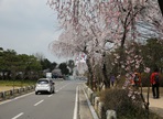 수양벚꽃과 함께 하는 열린 현충원,지역축제,축제정보