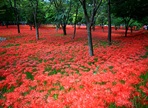 영광불갑산상사화축제,지역축제,축제정보