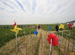 지평선 황금보리 추억의 보리밭축제 ,지역축제,축제정보