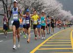 합천벚꽃마라톤대회,지역축제,축제정보