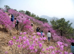 가현산 진달래축제,지역축제,축제정보