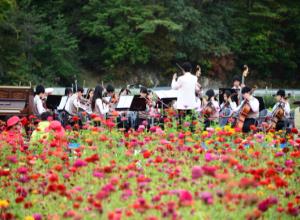 평창 백일홍축제,지역축제,축제정보