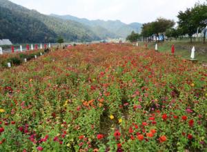 평창 백일홍축제,지역축제,축제정보