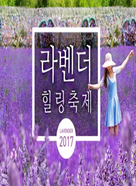 허브아일랜드 라벤더힐링축제,지역축제,축제정보