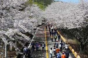 장봉도 벚꽃축제,인천광역시 옹진군,지역축제,축제정보