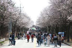 여주흥천남한강벚꽃축제 ,경기도 여주시,지역축제,축제정보