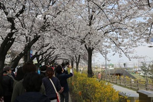 영등포 여의도 봄꽃축제,국내여행,음식정보