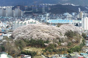 테미공원봄꽃축제,대전광역시 중구,지역축제,축제정보
