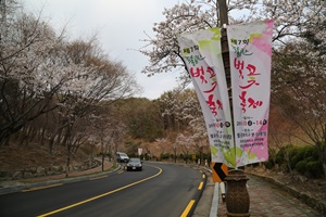 팔공산벚꽃축제,대구광역시 동구,지역축제,축제정보