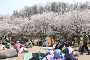 의왕벚꽃축제,경기도 의왕시,지역축제,축제정보