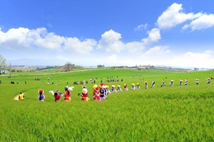 고창청보리밭축제,전라북도 고창군,지역축제,축제정보