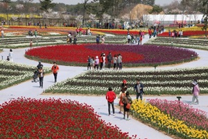 태안백합꽃축제,국내여행,음식정보