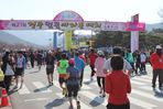 경주벚꽃마라톤대회,지역축제,축제정보