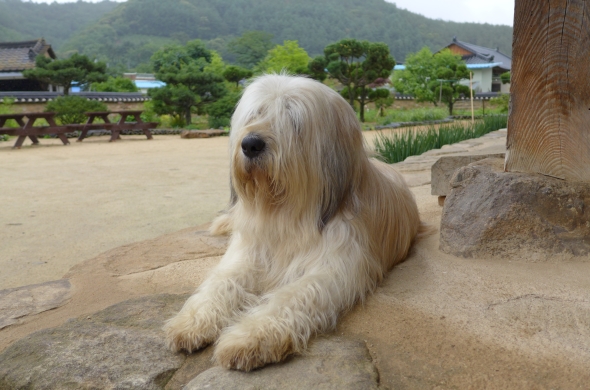 송정고택의 마스코트 복돌이