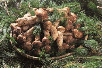 양양에서 난 송이는 향이 깊어, 맛이 좋기로 유명하다.