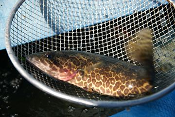 단양의 쏘가리는 아삭한 식감과 신선한 맛으로 미식가들 사이에서 유명하다.