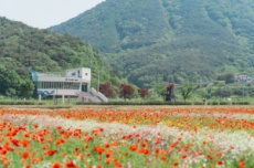 하동군, 별천지 꽃천지, 하동 북천 꽃양귀비 축제, 5월 16일~25일 개최, 국내여행, 여행정보