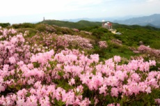 단양 소백산, 철쭉 물결 시작… 5월 산행객 발길 재촉, 국내여행, 여행정보