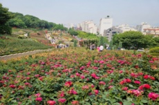 부천시, 2만㎡ 규모 장미정원, 도당공원 백만송이장미원, 국내여행, 여행정보