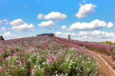 보령시, 천북 굴축제와 함께 즐기는 천북면 청보리밭 가을 여행, 국내여행, 여행정보
