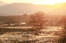 물억새 은빛 물결 향연, 김해 화포천으로 떠나볼까! , 국내여행, 여행정보