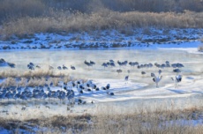 강원특별자치도, 2월 지질·생태명소, 철원 'DMZ두루미평화타운·철새도래지' 선정, 국내여행, 여행정보