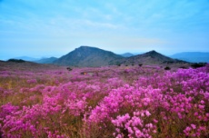 달성군, 서른 돌 맞은 ‘참꽃문화제’ 17일 개막!, 국내여행, 여행정보