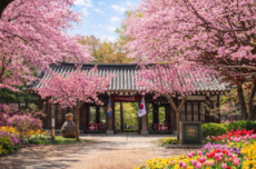 남이섬, 봄꽃 릴레이 ‘벗(友)꽃놀자’ 4월 11일~26일 개최, 국내여행, 여행정보