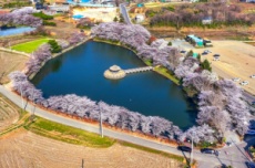 당진시, ‘하트 모양 골정지’ 벚꽃 명소로 인기, 국내여행, 여행정보
