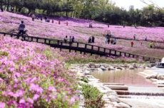 노원구, 벚꽃 지고 철쭉 활짝, <불암산 철쭉제> 16일~ 26일 개최, 국내여행, 여행정보