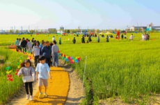 보리랑 봄이랑 21번째 이야기, 군산꽁당보리축제 24일 개막 , 국내여행, 여행정보
