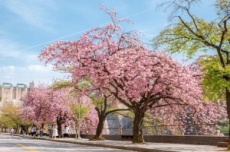 봄의 절정, 충주호에서 만나다… 벚꽃축제 17일~ 19일 개최, 국내여행, 여행정보