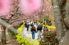 경주 불국사공원 겹벚꽃 ‘절정 임박’…분홍빛 물결 장관, 국내여행, 여행정보