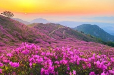 합천군, 꽃피는 합천의 봄, 꽃 축제의 계절, 국내여행, 여행정보