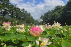보은군 속리산 연꽃단지, 연분홍 꽃물결 장관…, 국내여행, 여행정보