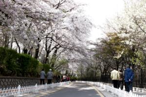 벚꽃을 입은 자유공원, 한 마리 백조가 되어 날다,인천광역시 중구