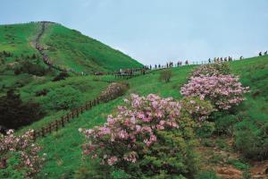 새하얀 백(白)산이 봄에는 선분홍의 훈(纁)산으로, 영주 소백산철쭉제,국내여행,음식정보