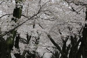 벚꽃터널에서 맞는 봄, ‘울주 작천정 벚꽃축제’