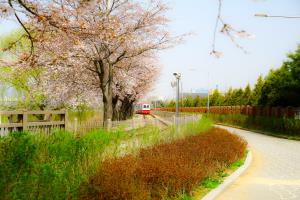봄날의 벚꽃과 편한 휴식이 있는 나들이, 왕송호수공원 