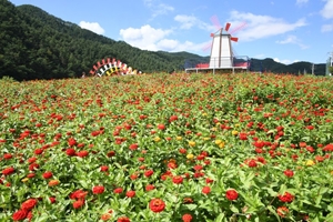 “소중한 인연과 함께하는 행복” 2018 평창백일홍축제 개막 