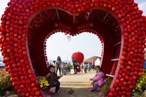 자연을 담아낸 황금사과 이야기! '청송사과축제'