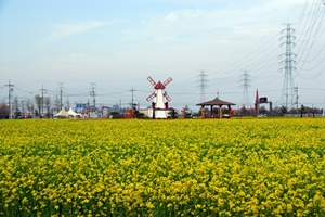 안산시, 5월에 대부도 유채꽃밭 보러오세요!