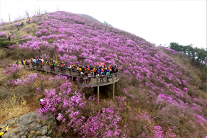 밀양 종남산 진달래 축제 준비 한창